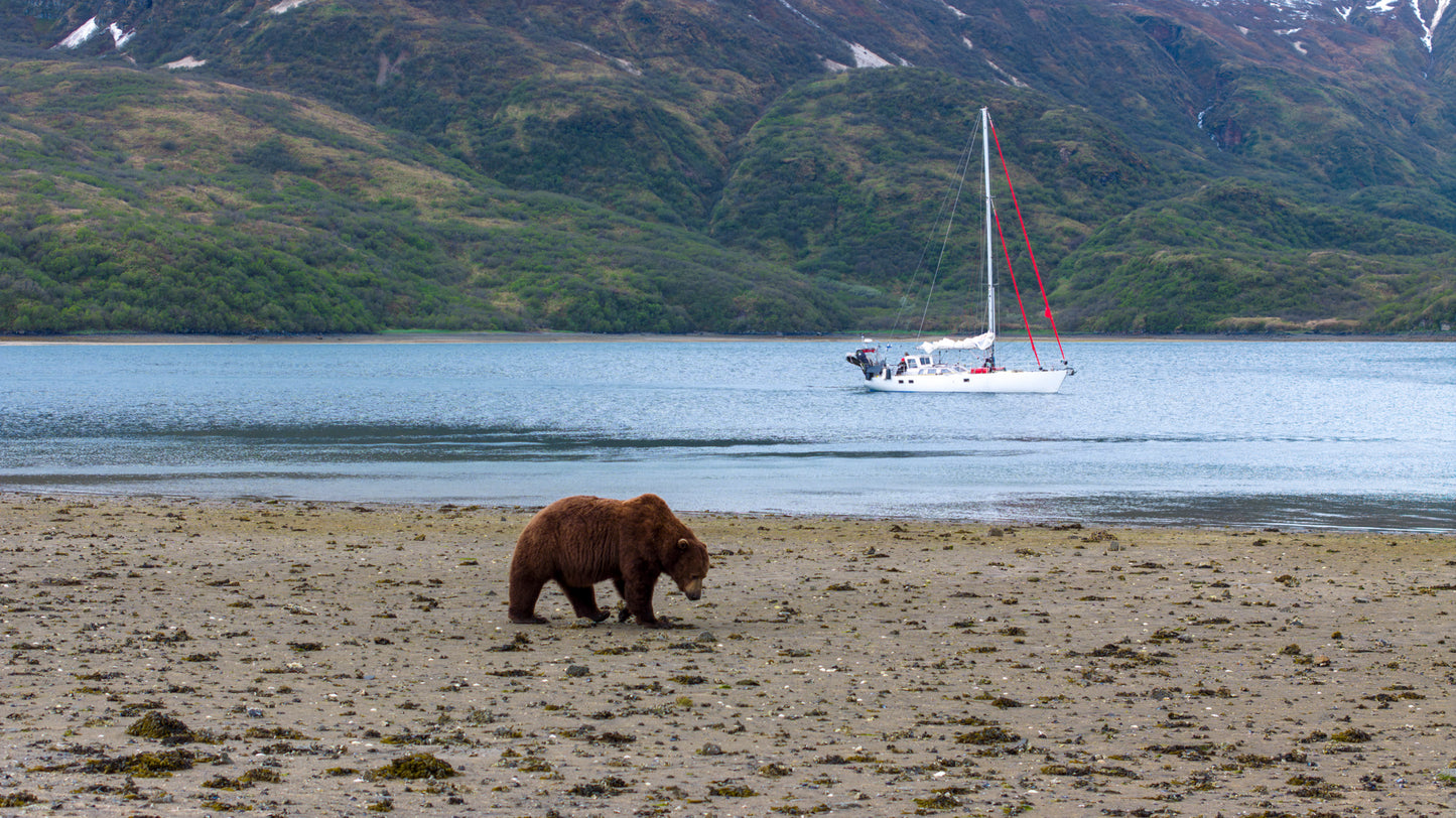 Grizzly in Geographic Harbor, Aleutian Islands